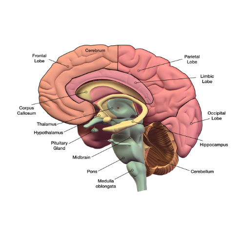 Decision making in the brain while driving